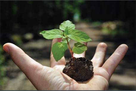 sprout in hand
